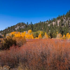Fall colors in Sorensens, California